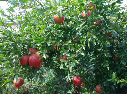pomegranate fruit on tree