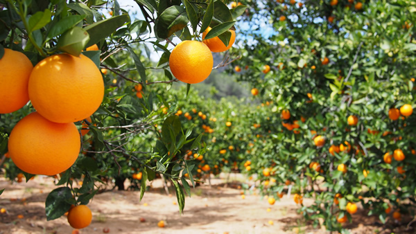 bilvigo orange