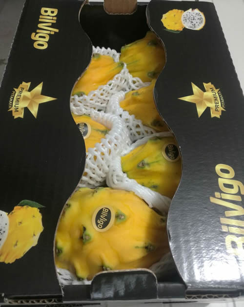 bilvigo premium dragon fruit