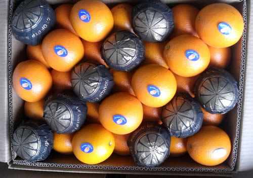 Egyptian Valancia Orange